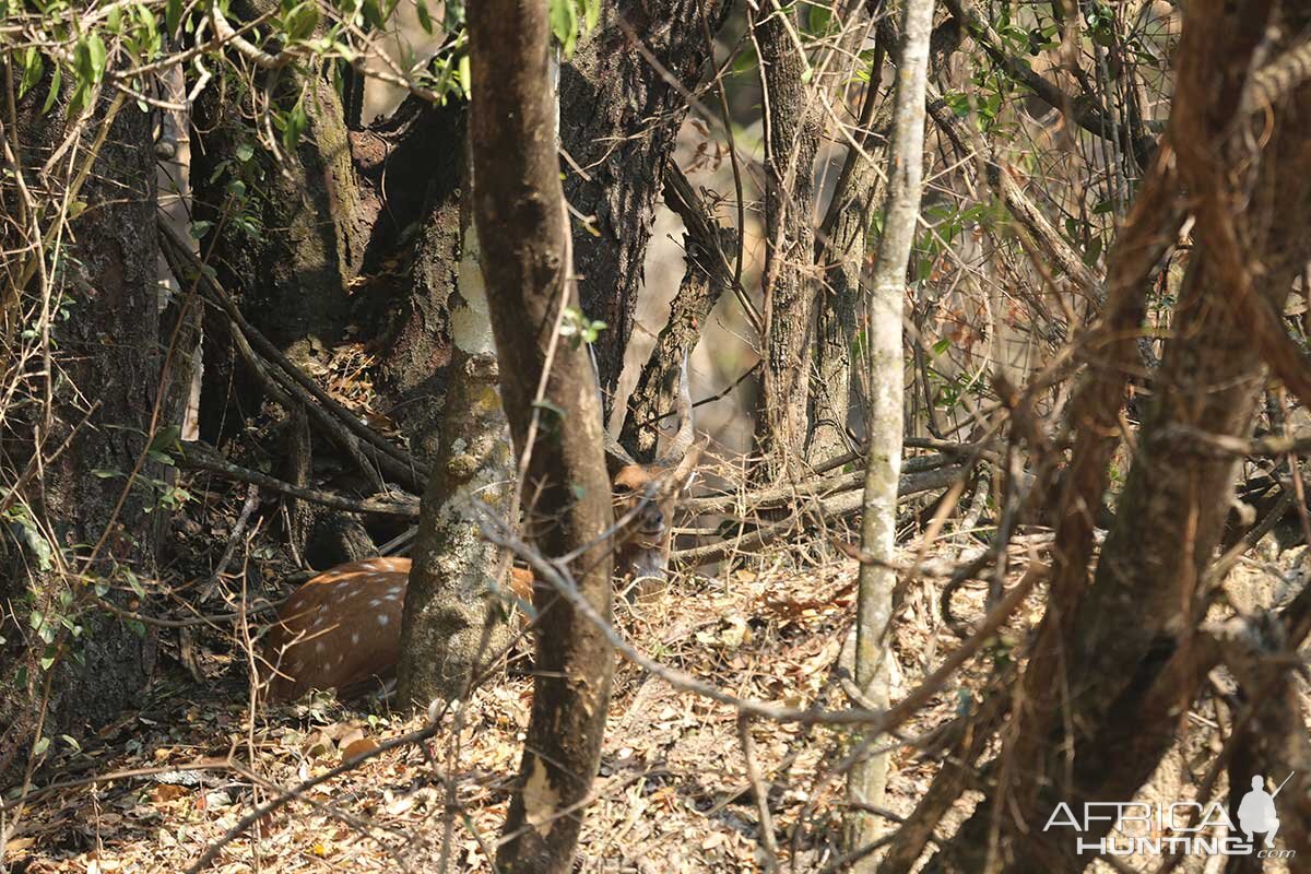 Bushbuck Zambia Wildlife