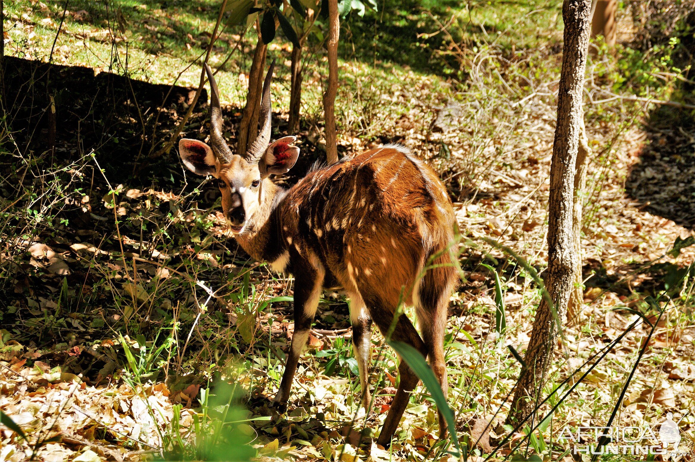 Bushbuck Zimbabwe