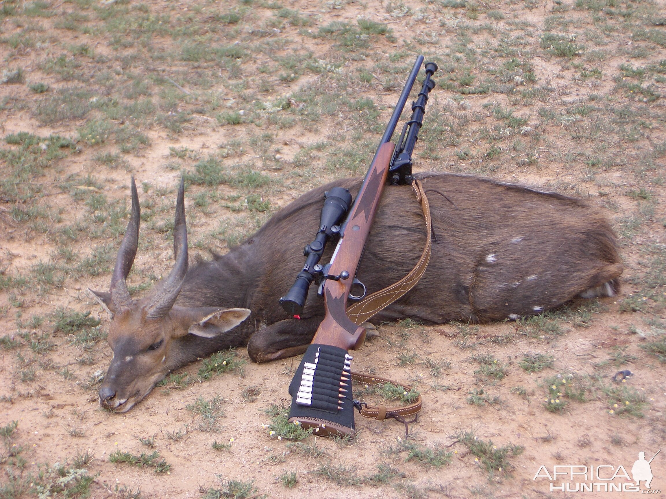 Bushbuck