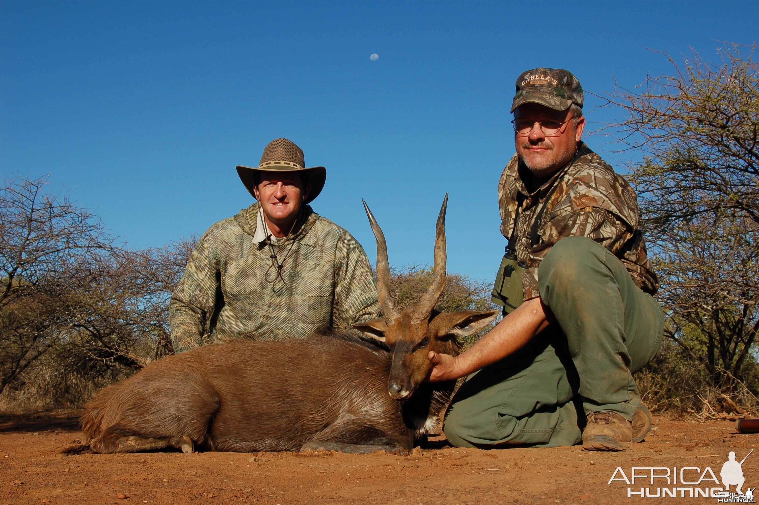 Bushbuck