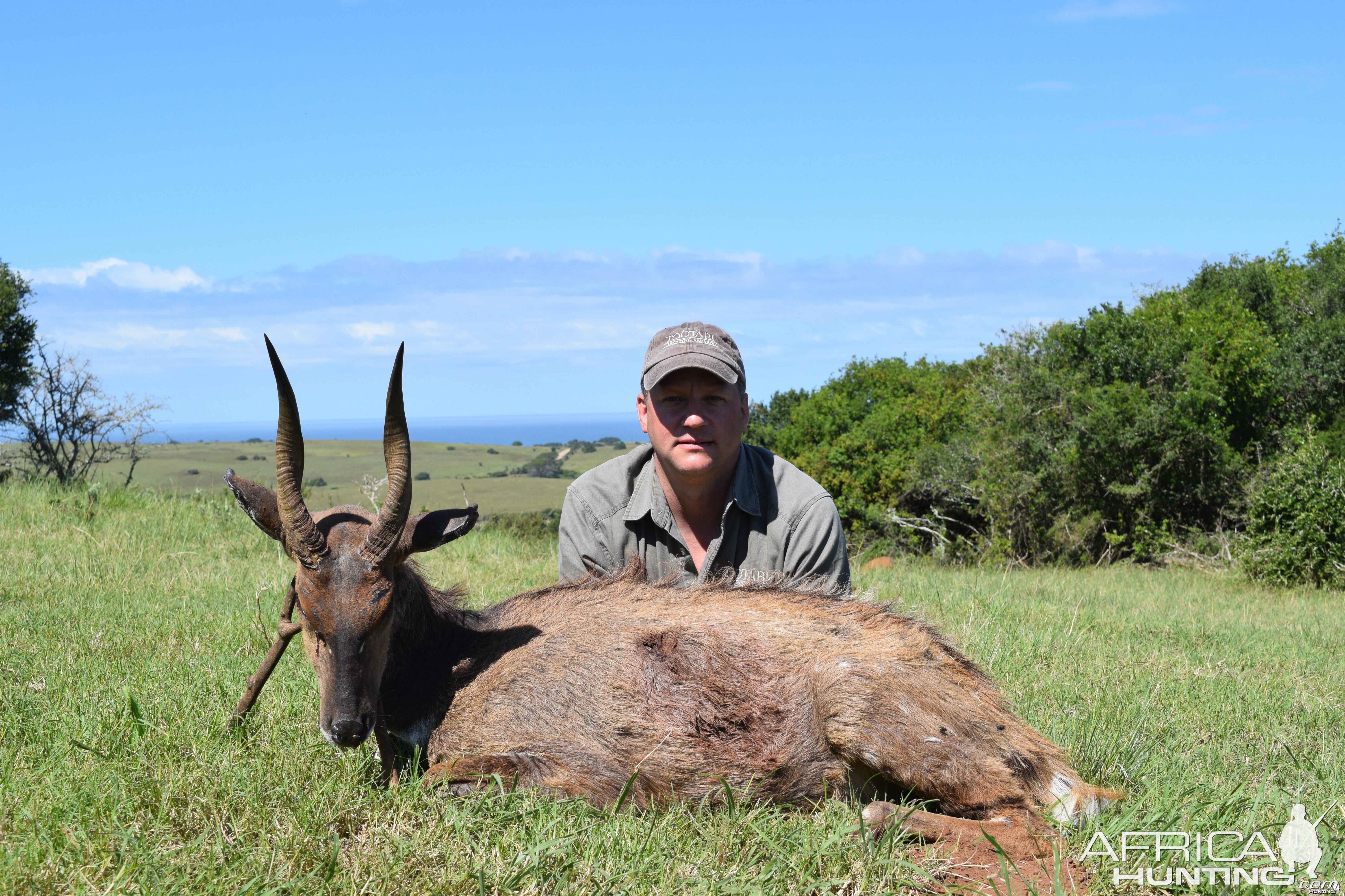 Bushbuck