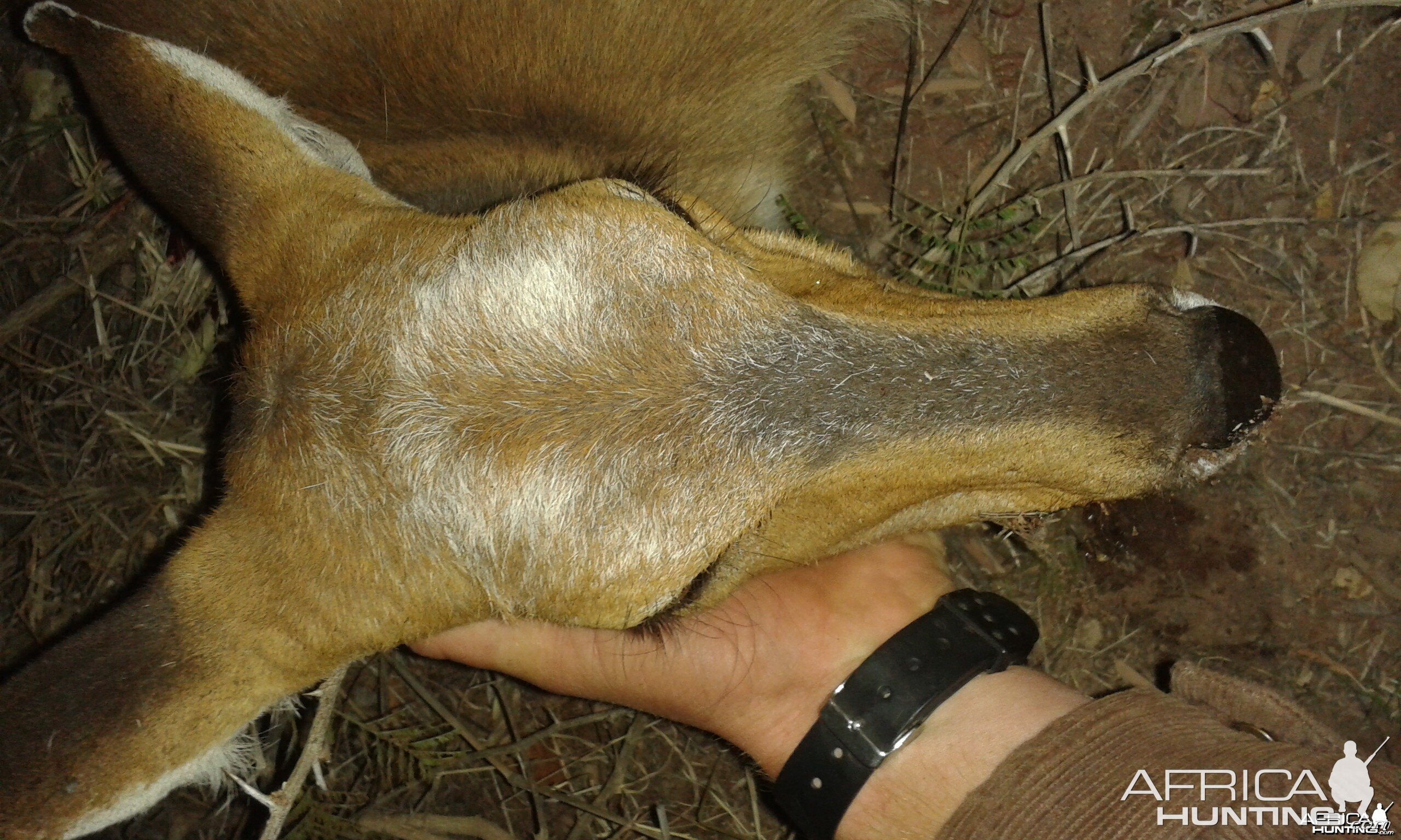 bushbuck