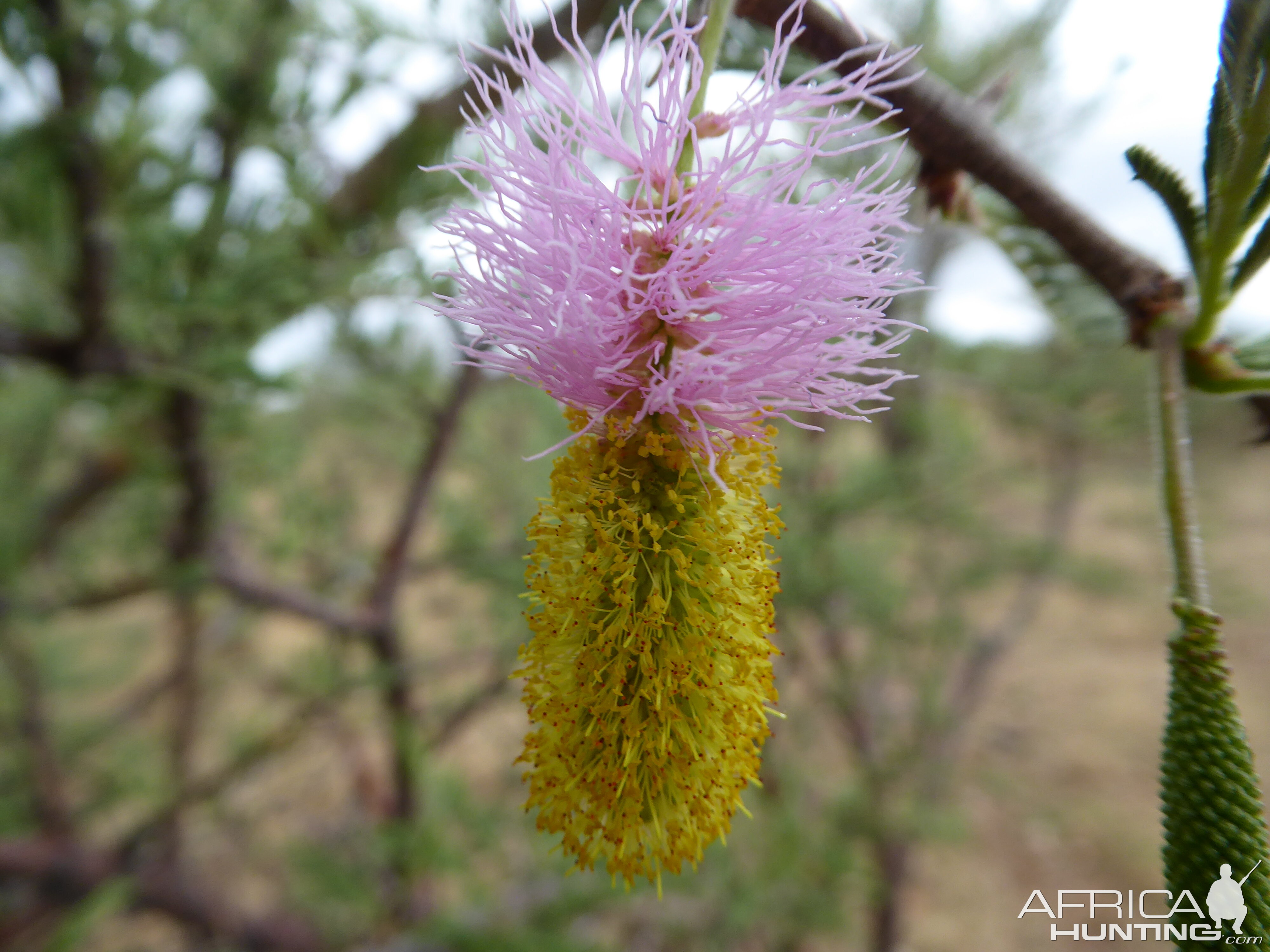 Bushes flowering Namibia