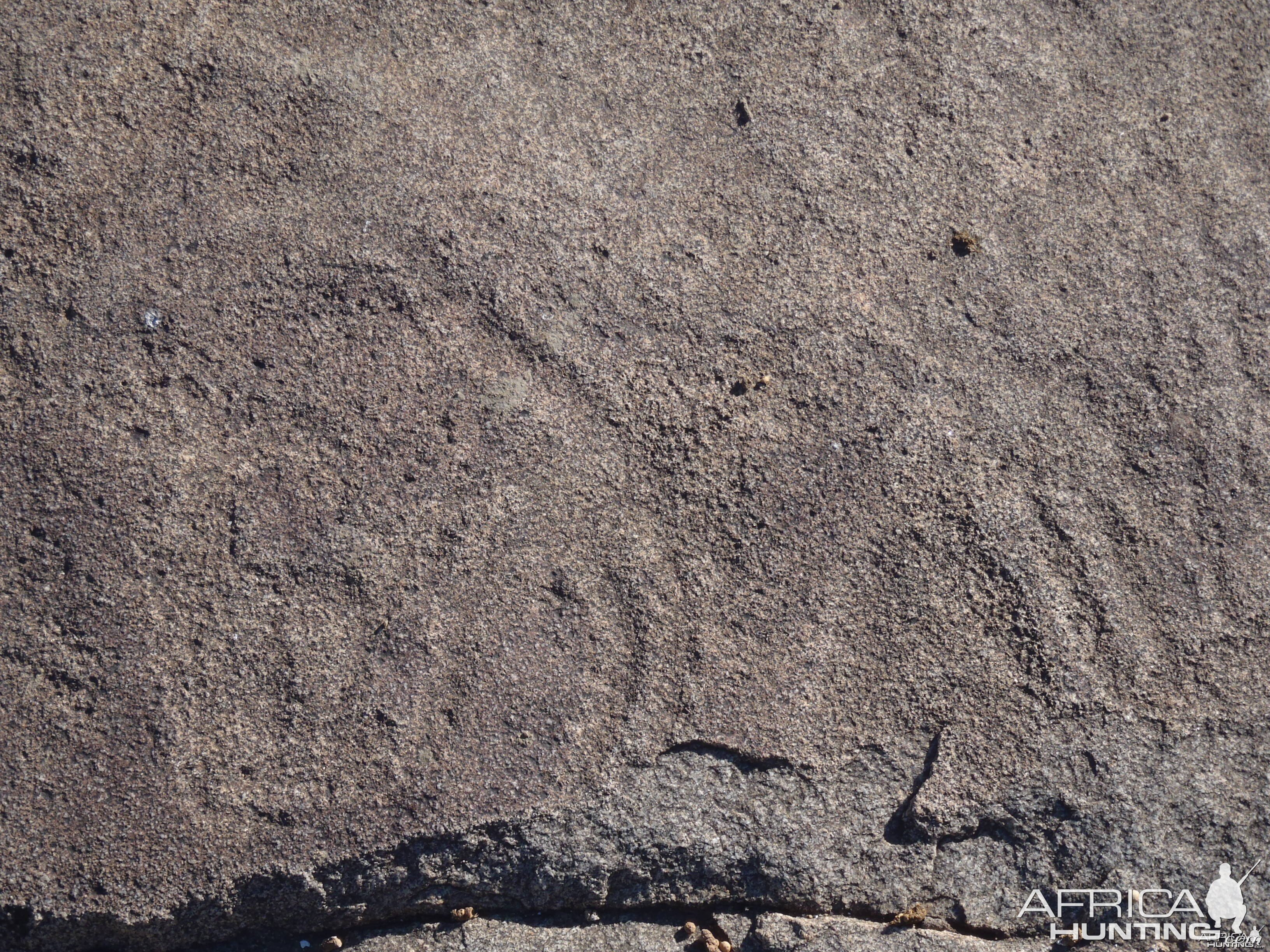 Bushman rock engraving of Giraffe in Namibia