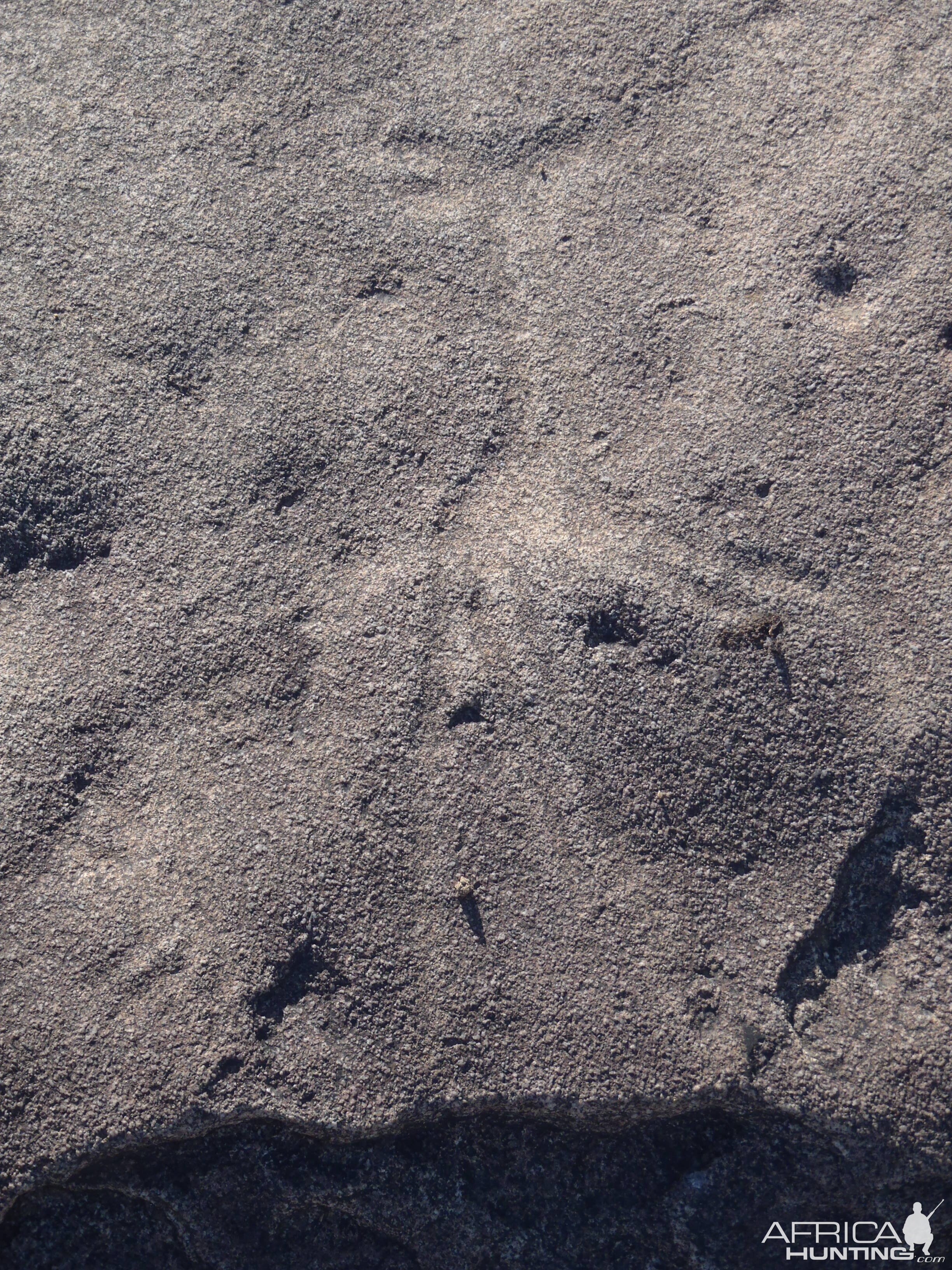 Bushman rock engraving of Giraffe in Namibia