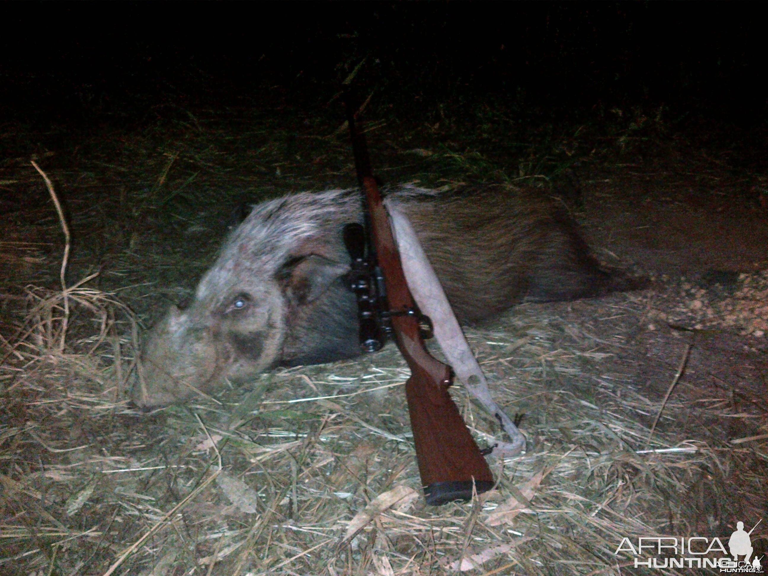 Bushpig Boar Winchester 300WM