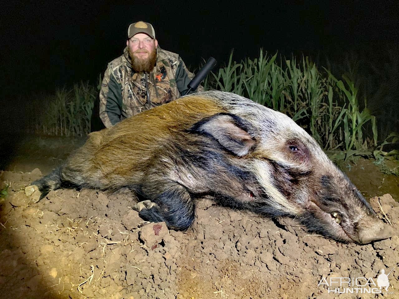 Bushpig Boar | AfricaHunting.com