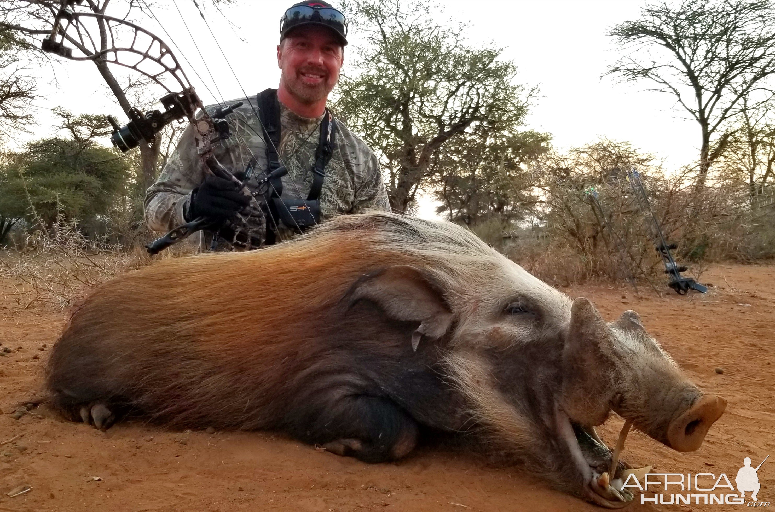 Bushpig Boar | AfricaHunting.com