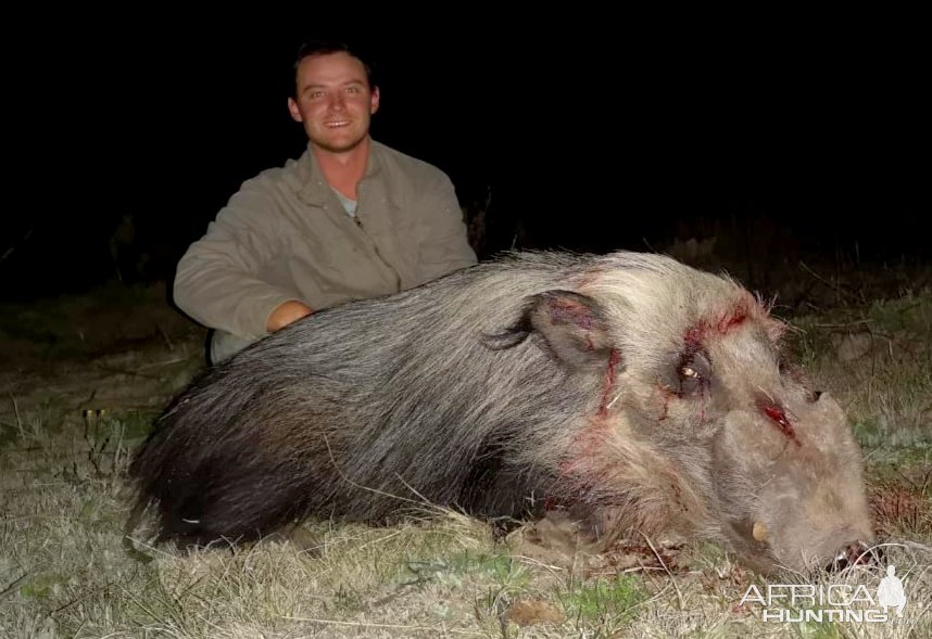 Bushpig Boar