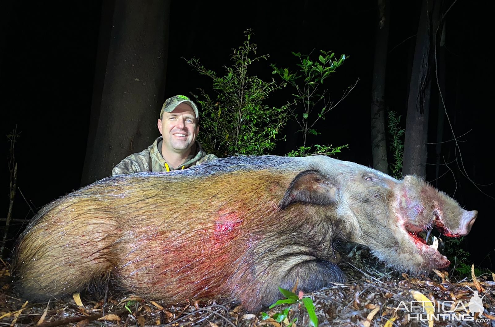 Bushpig Boar