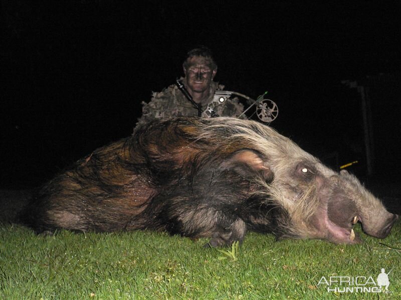 Bushpig Bow Hunt South Africa