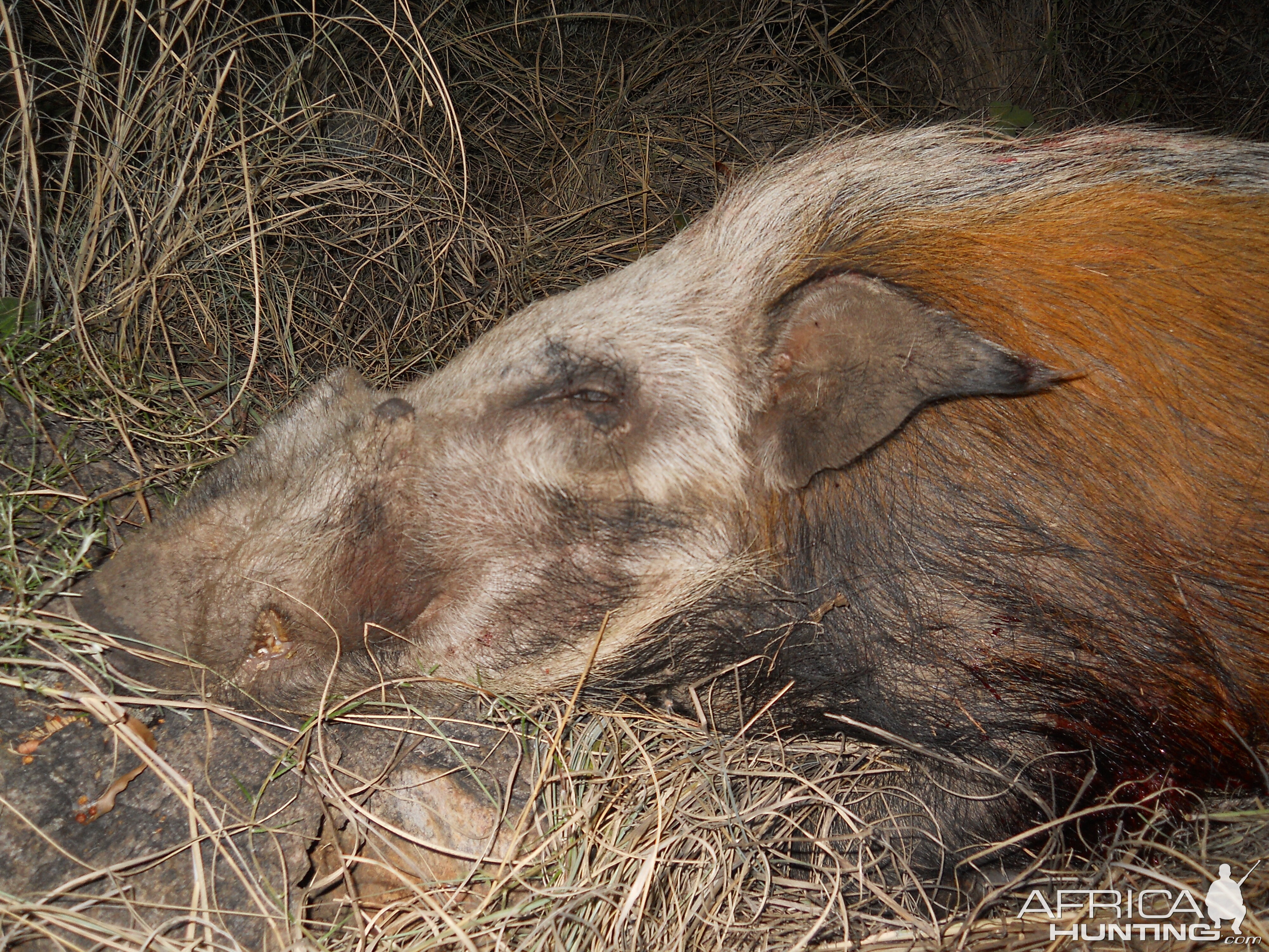 Bushpig Bow Hunting South Africa