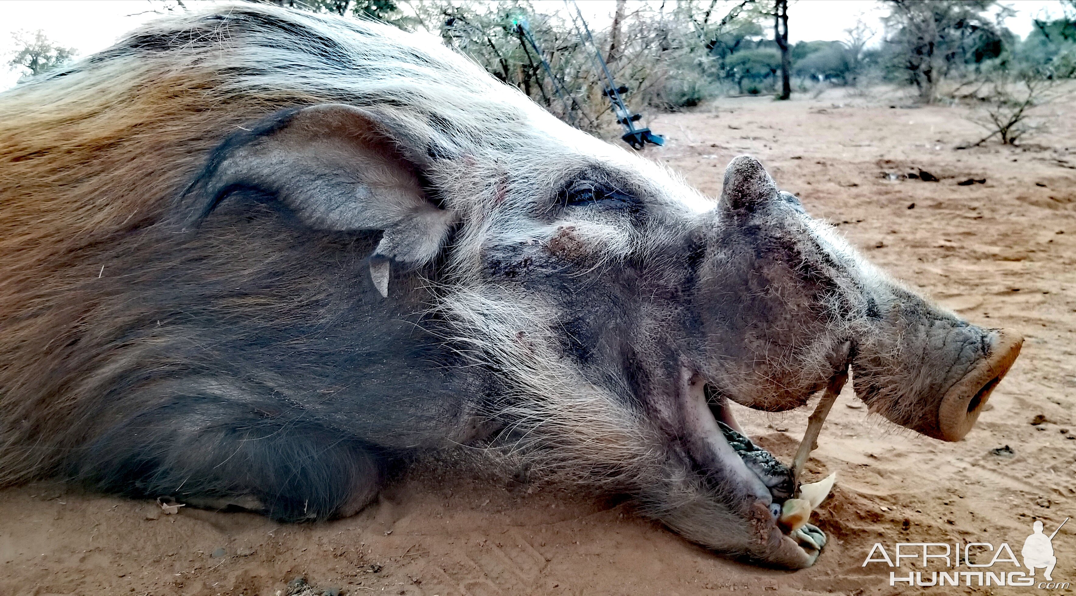 Bushpig Bow Hunting