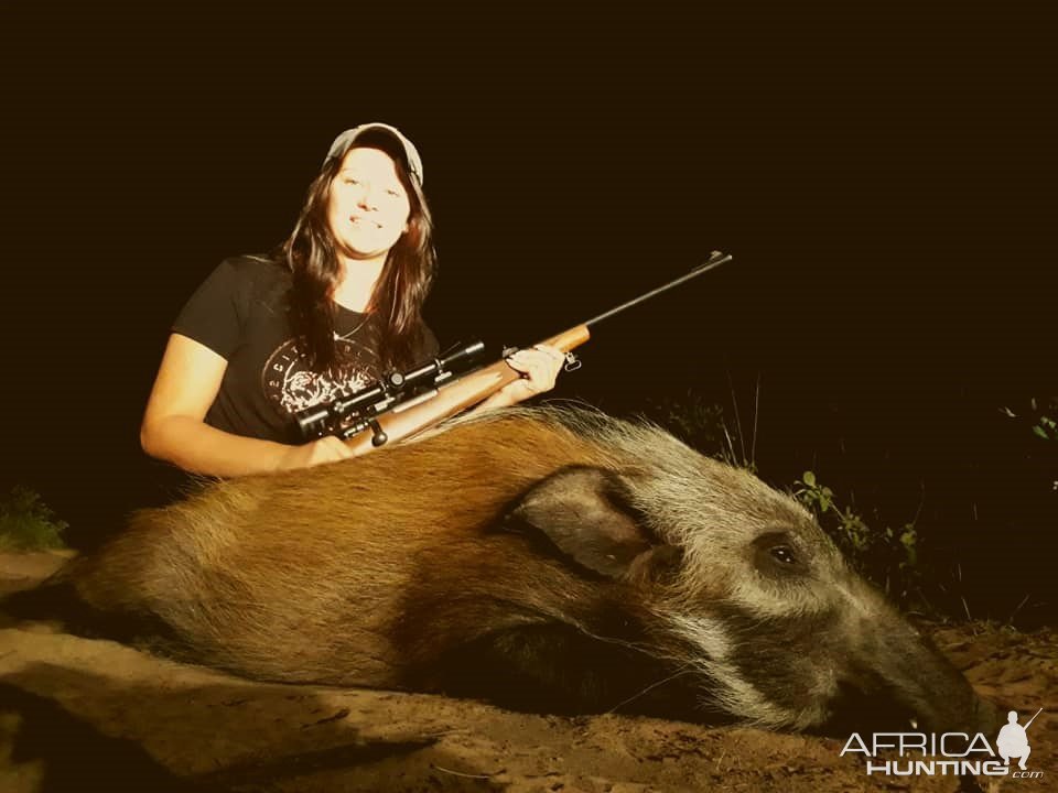 Bushpig Hunt Limpopo South Africa