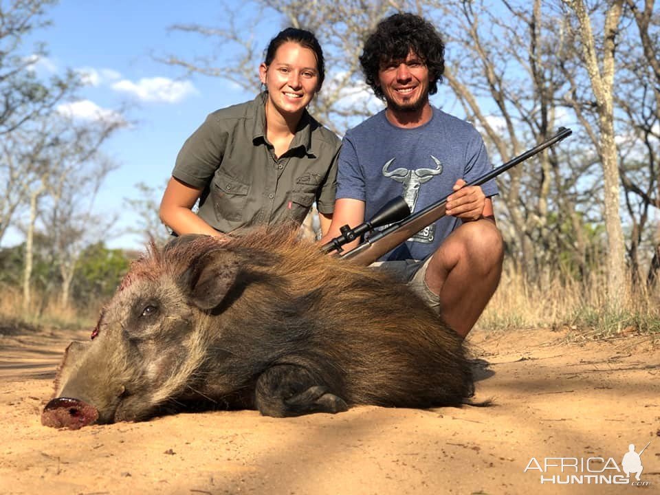 Bushpig Hunt Limpopo South Africa