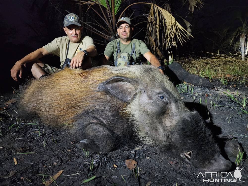 Bushpig Hunt Mozambique