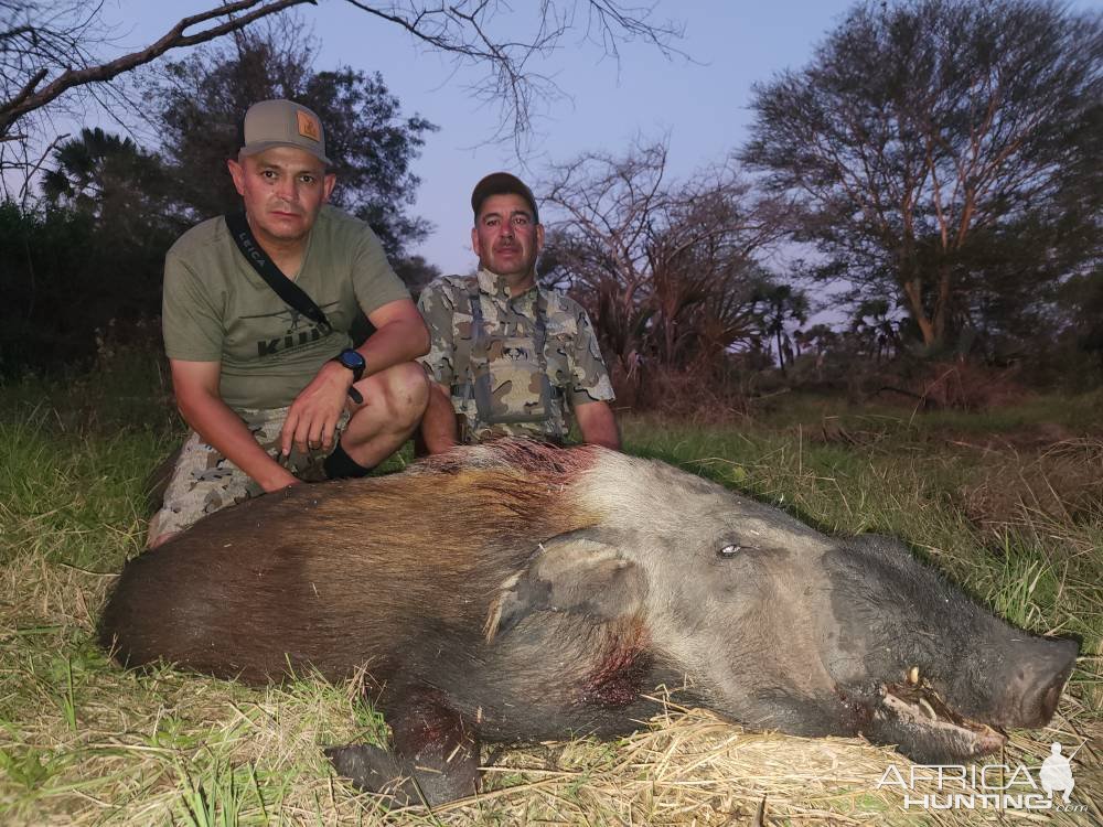 Bushpig Hunt Mozambique