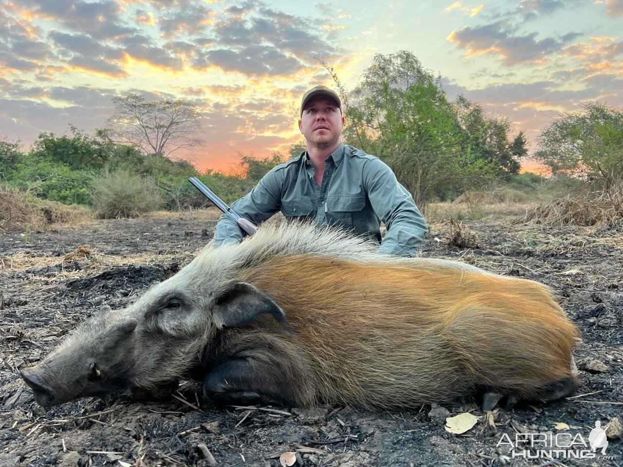 Bushpig Hunt Mozambique