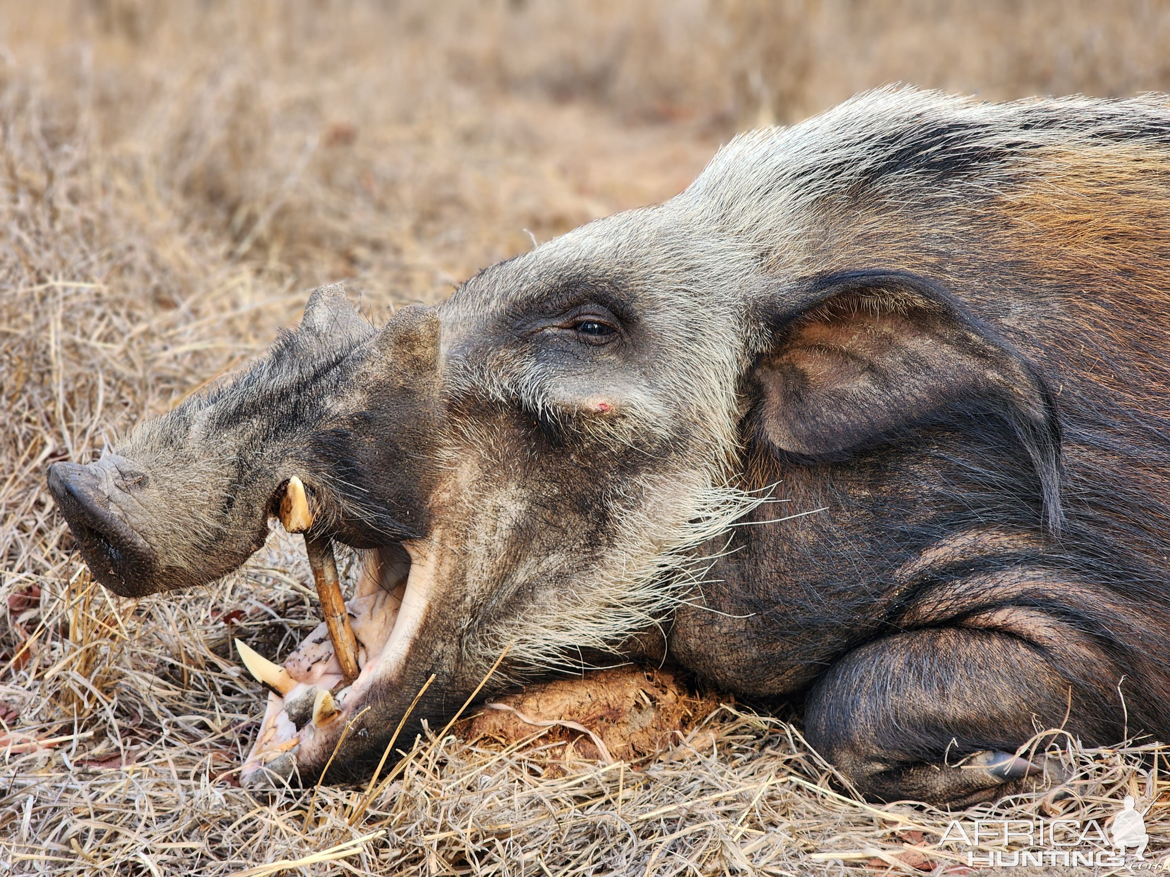 Bushpig Hunt Mozambique