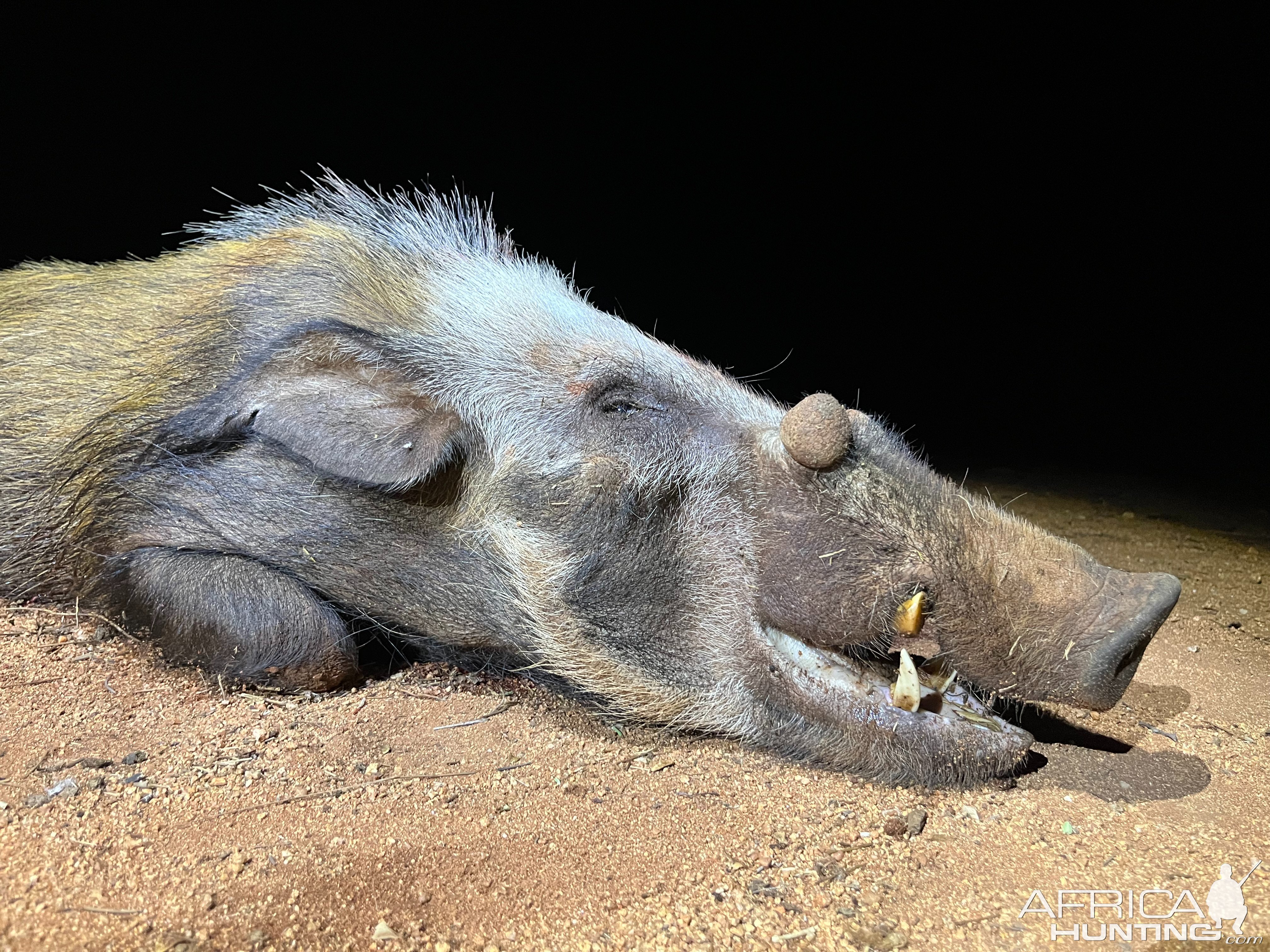 Bushpig Hunt South Africa