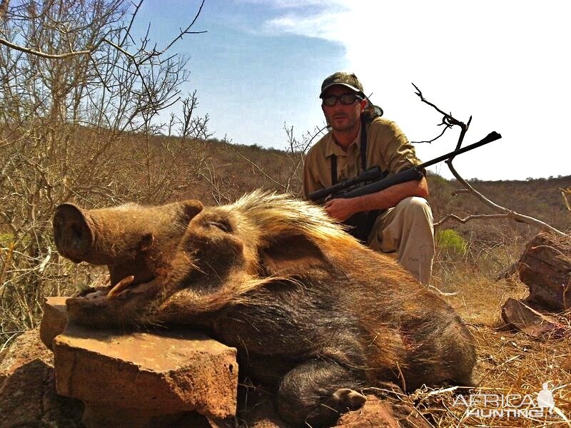 Bushpig Hunt