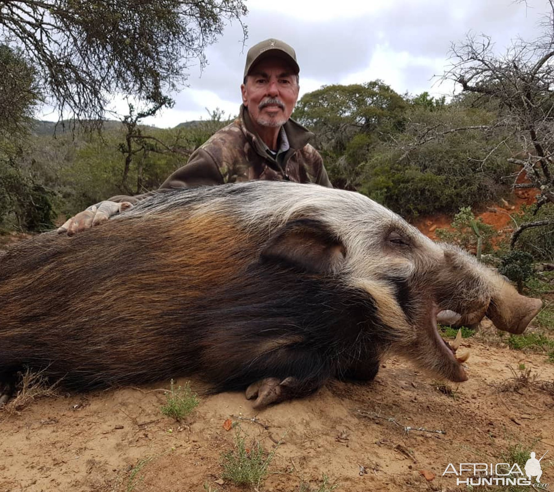 Bushpig Hunting Eastern Cape South Africa