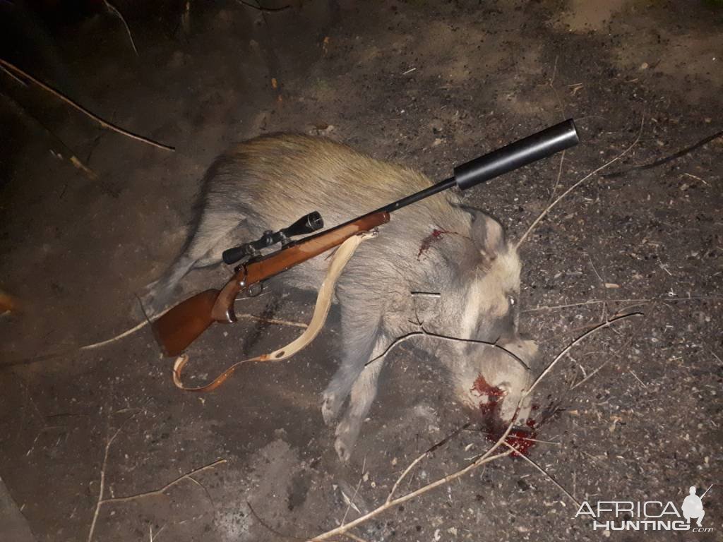 Bushpig Hunting Limpopo South Africa