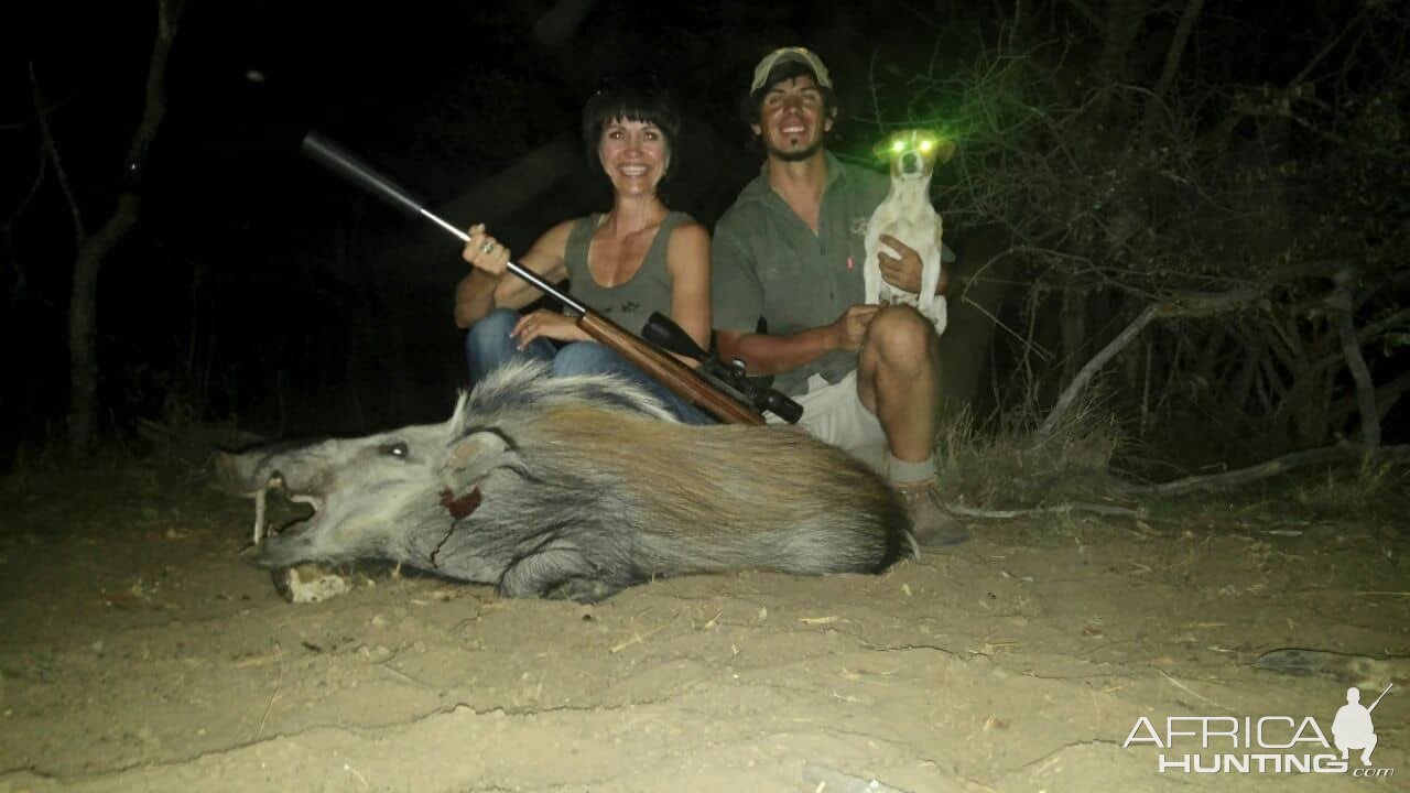 Bushpig Hunting Limpopo South Africa