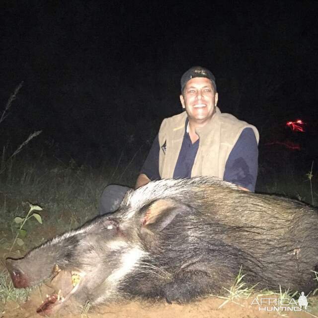 Bushpig Hunting Limpopo South Africa