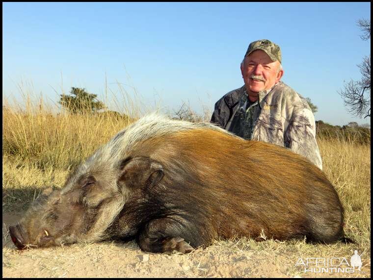 Bushpig Hunting South Africa