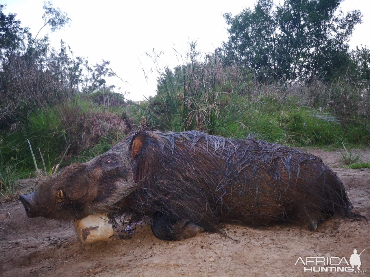 Bushpig Hunting South Africa