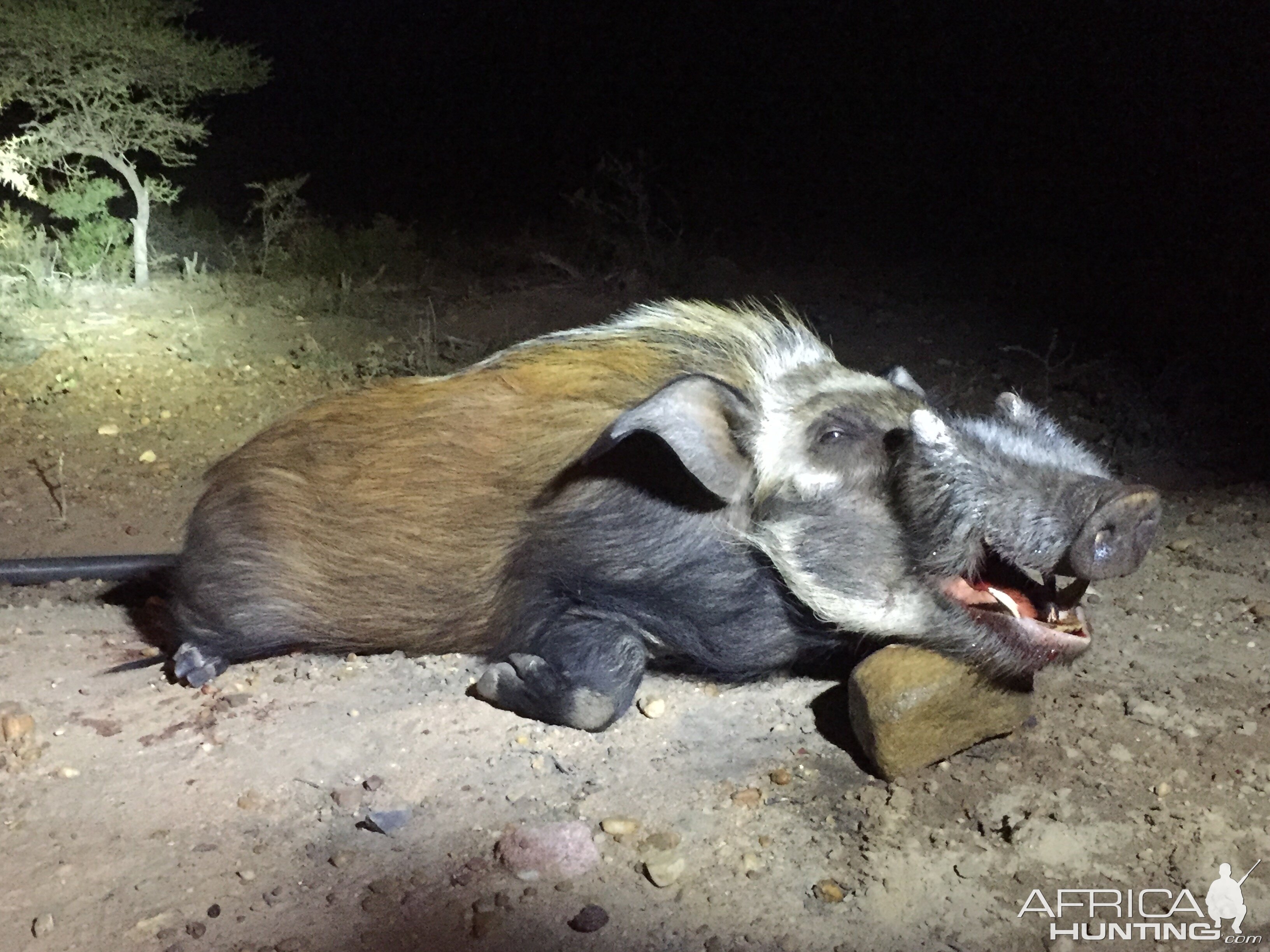 Bushpig Hunting South Africa