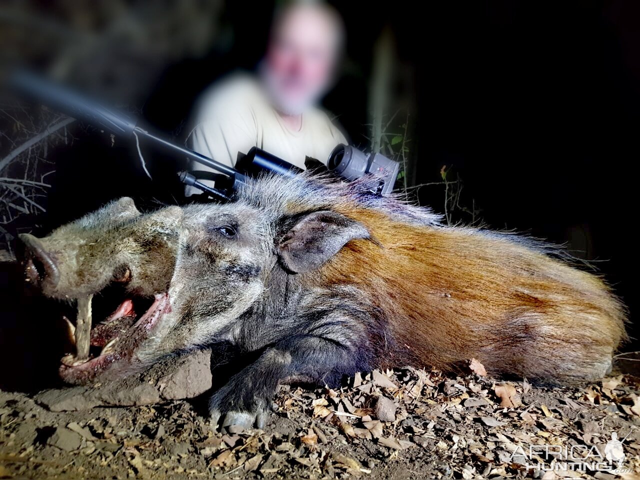 Bushpig Hunting South Africa