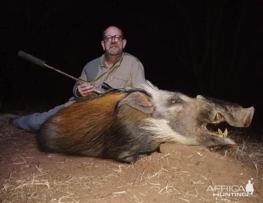 Bushpig Hunting Sunset Safaris