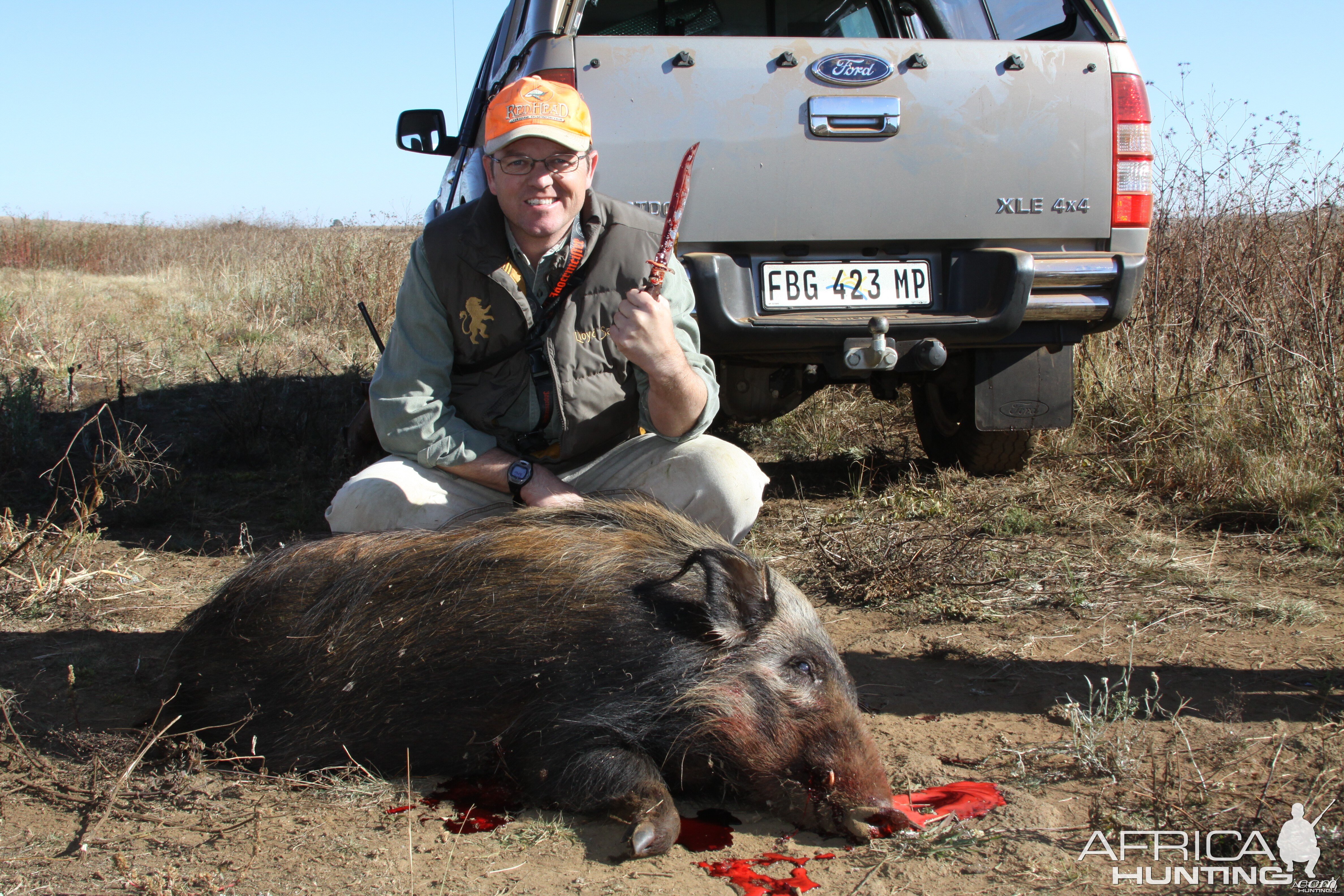 Bushpig hunting with hounds in South Africa