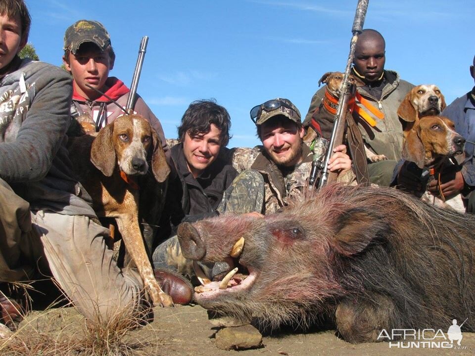 Bushpig hunting with hounds - Mankazana Valley