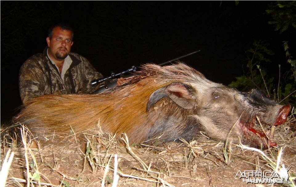 Bushpig Hunting