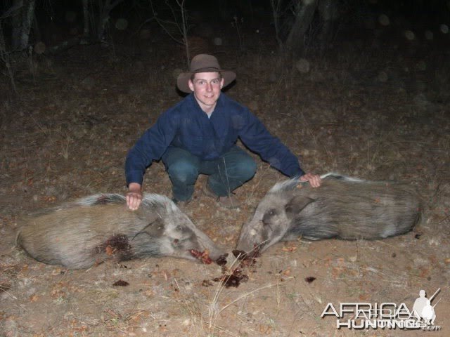 Bushpig Hunting