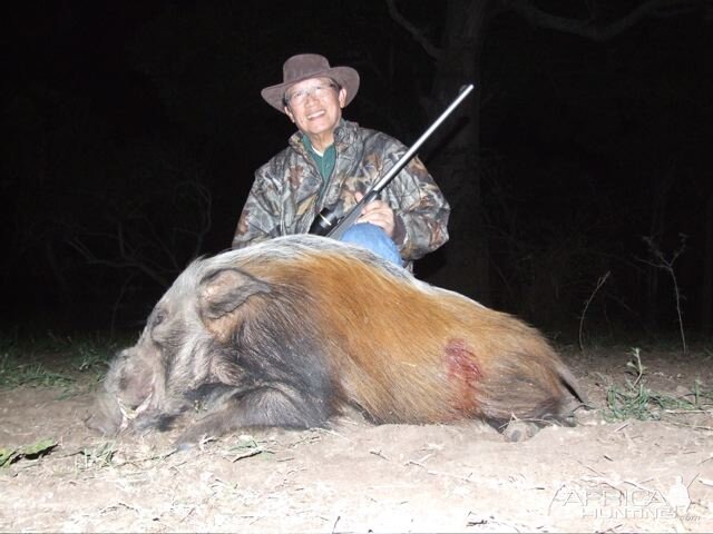 Bushpig  Hunting