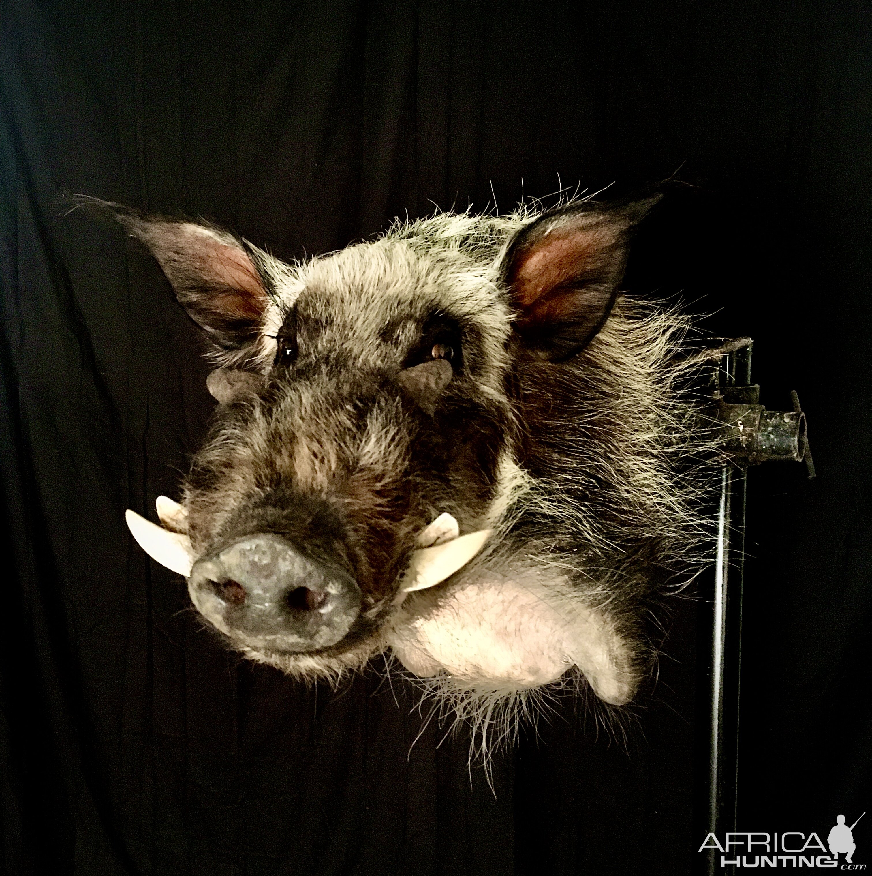 Bushpig Shoulder Mount Taxidermy