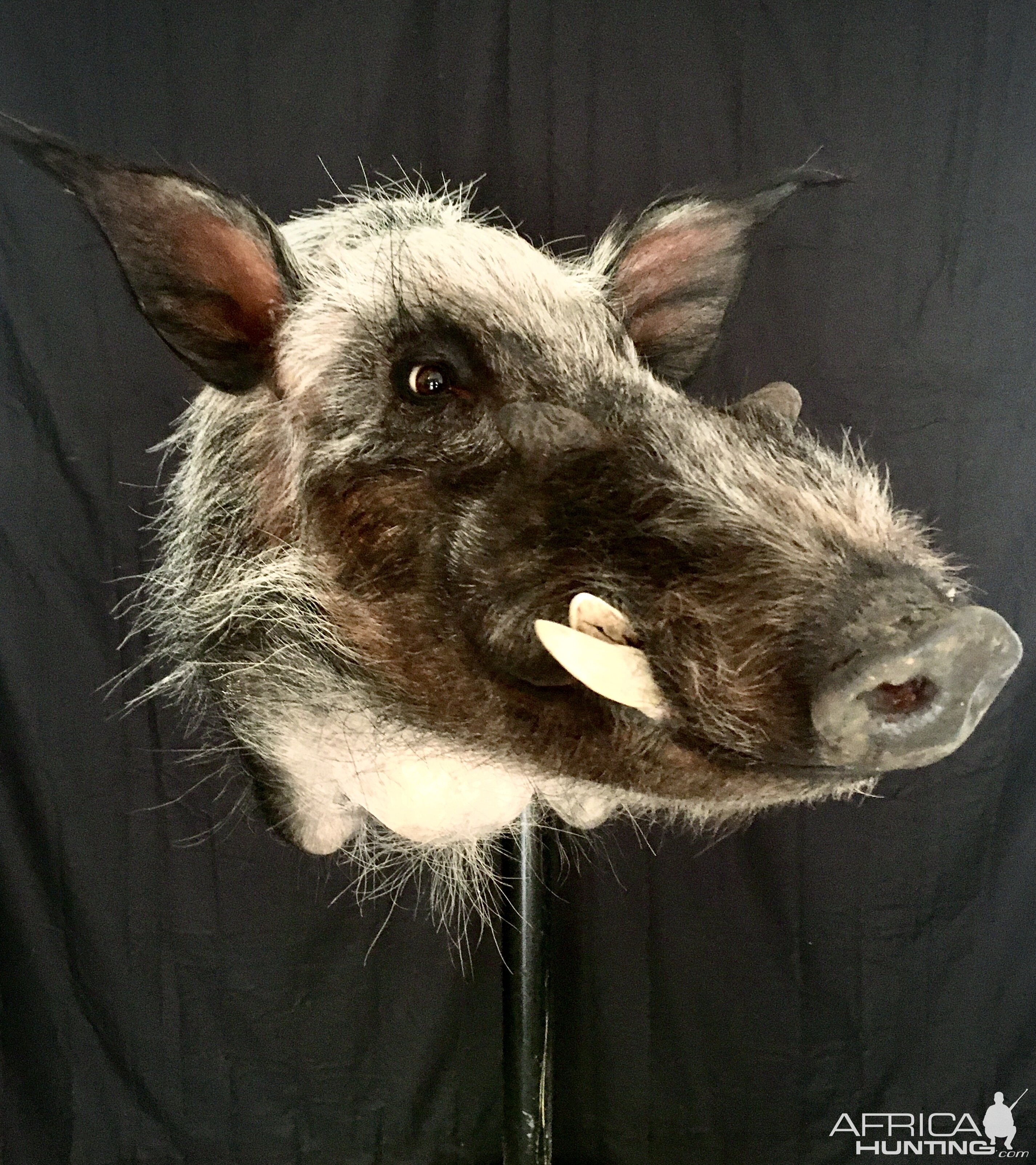 Bushpig Shoulder Mount Taxidermy | AfricaHunting.com