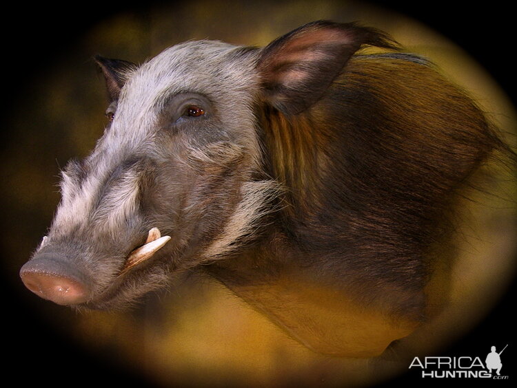 Bushpig Shoulder Mount Taxidermy