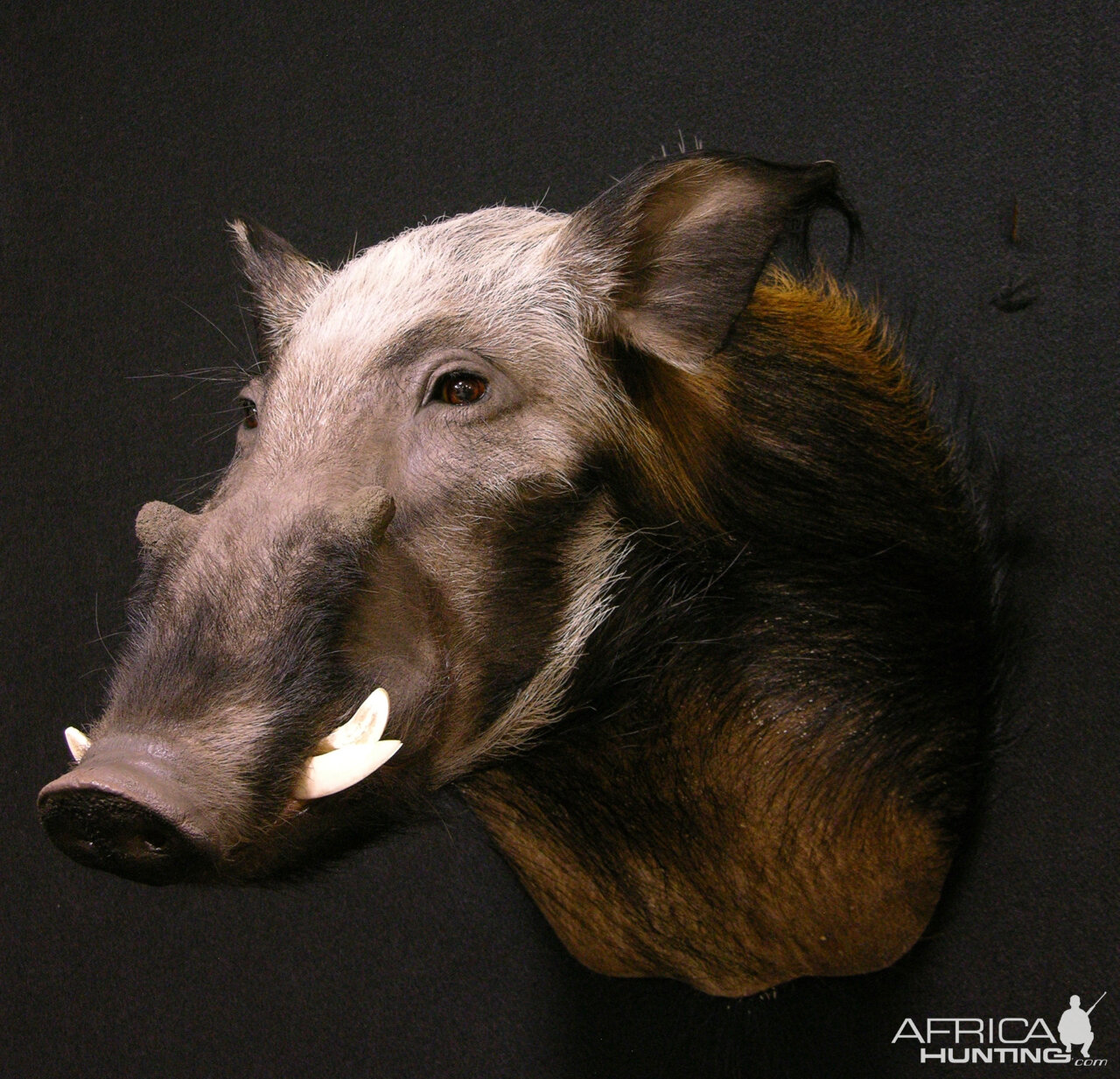 Bushpig Shoulder Mount Taxidermy