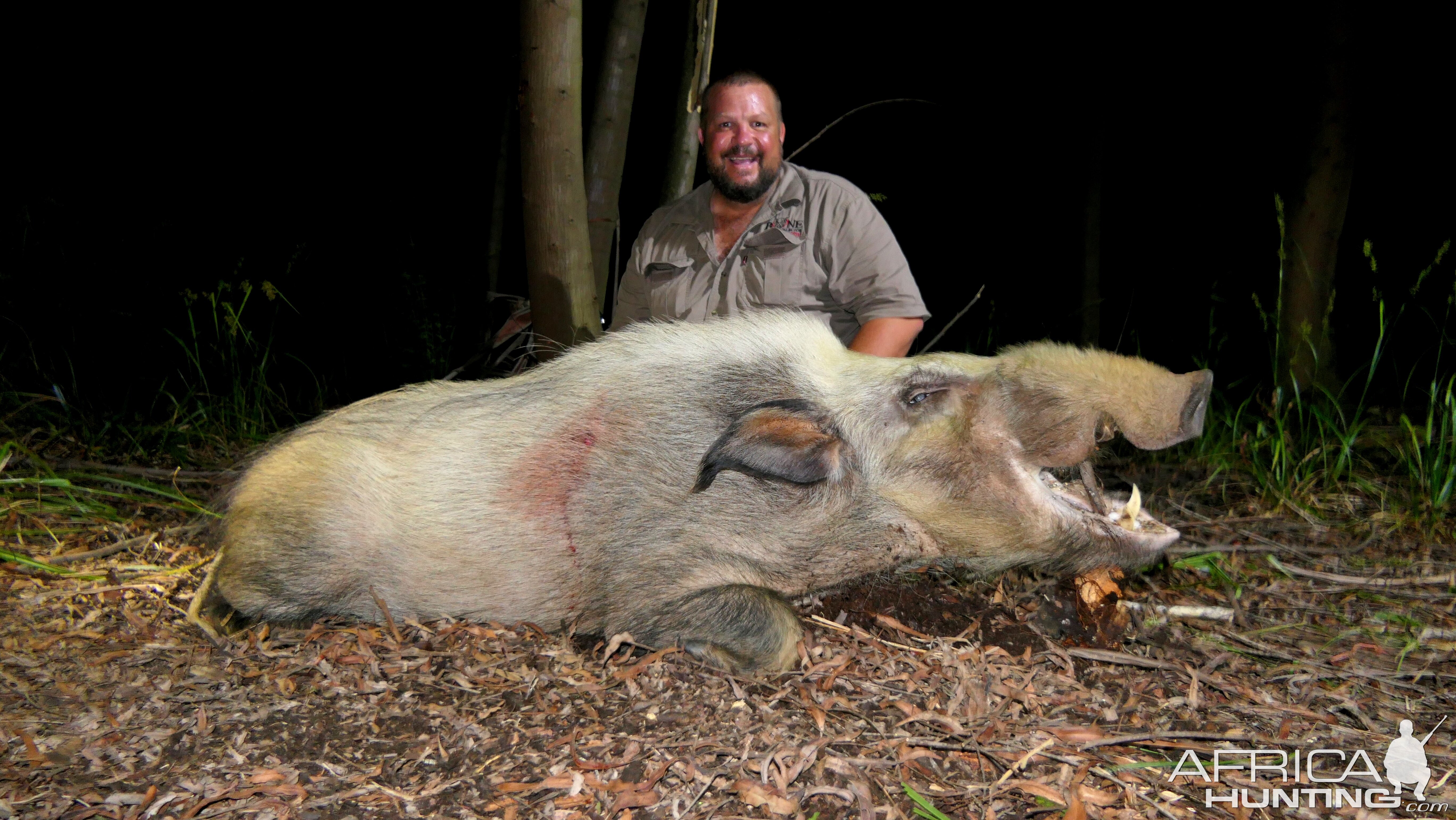 Bushpig South Africa