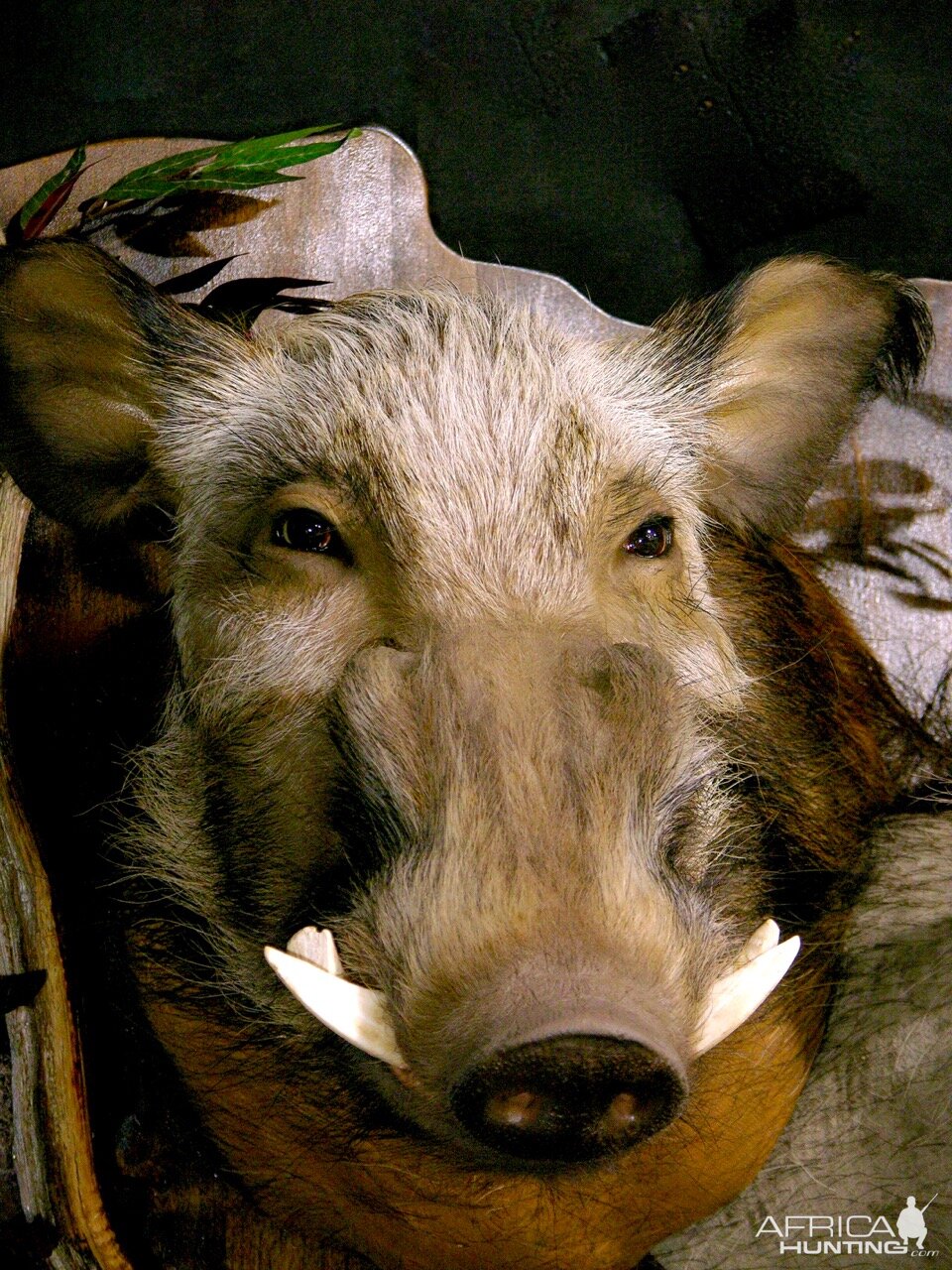 Bushpig/Warthog Combo Shoulder Mount Wall Piece Taxidermy