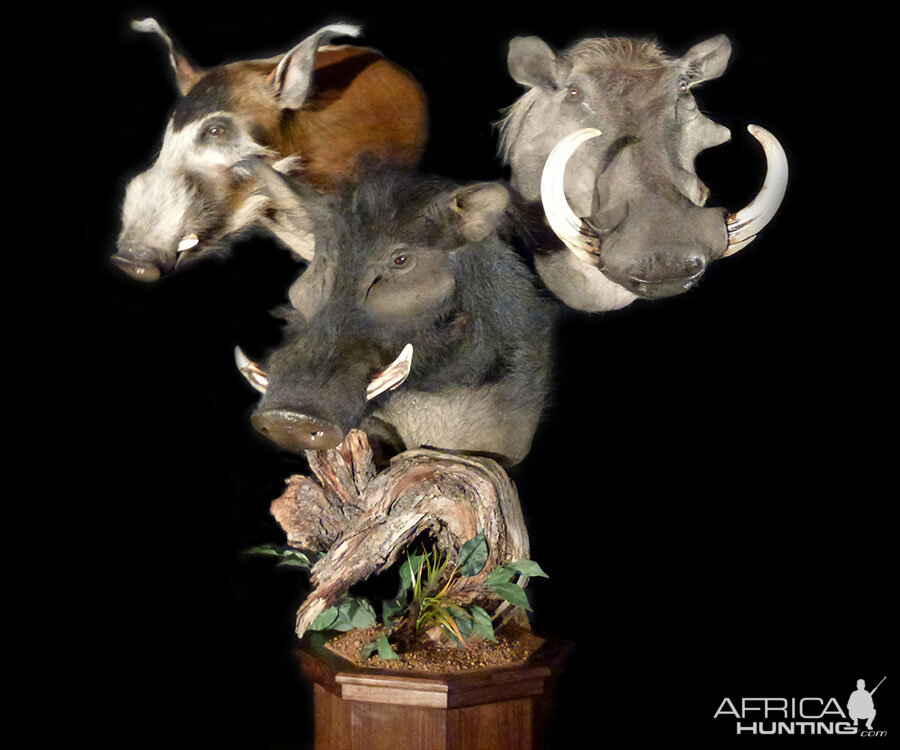 Bushpig,  Wild Boar & Warthog Triple Pedestal Mount Taxidermy