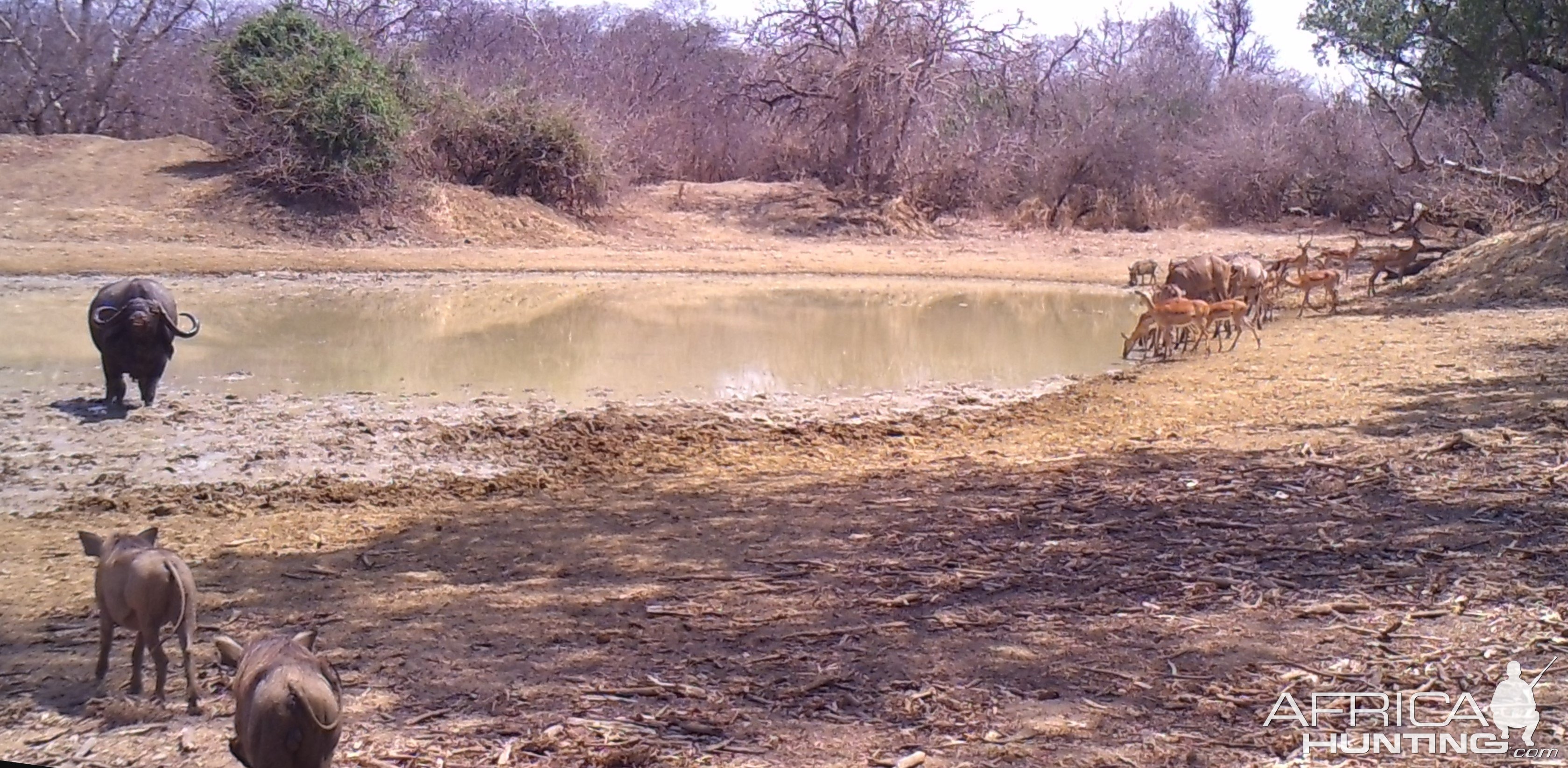 Busy day at the waterhole.