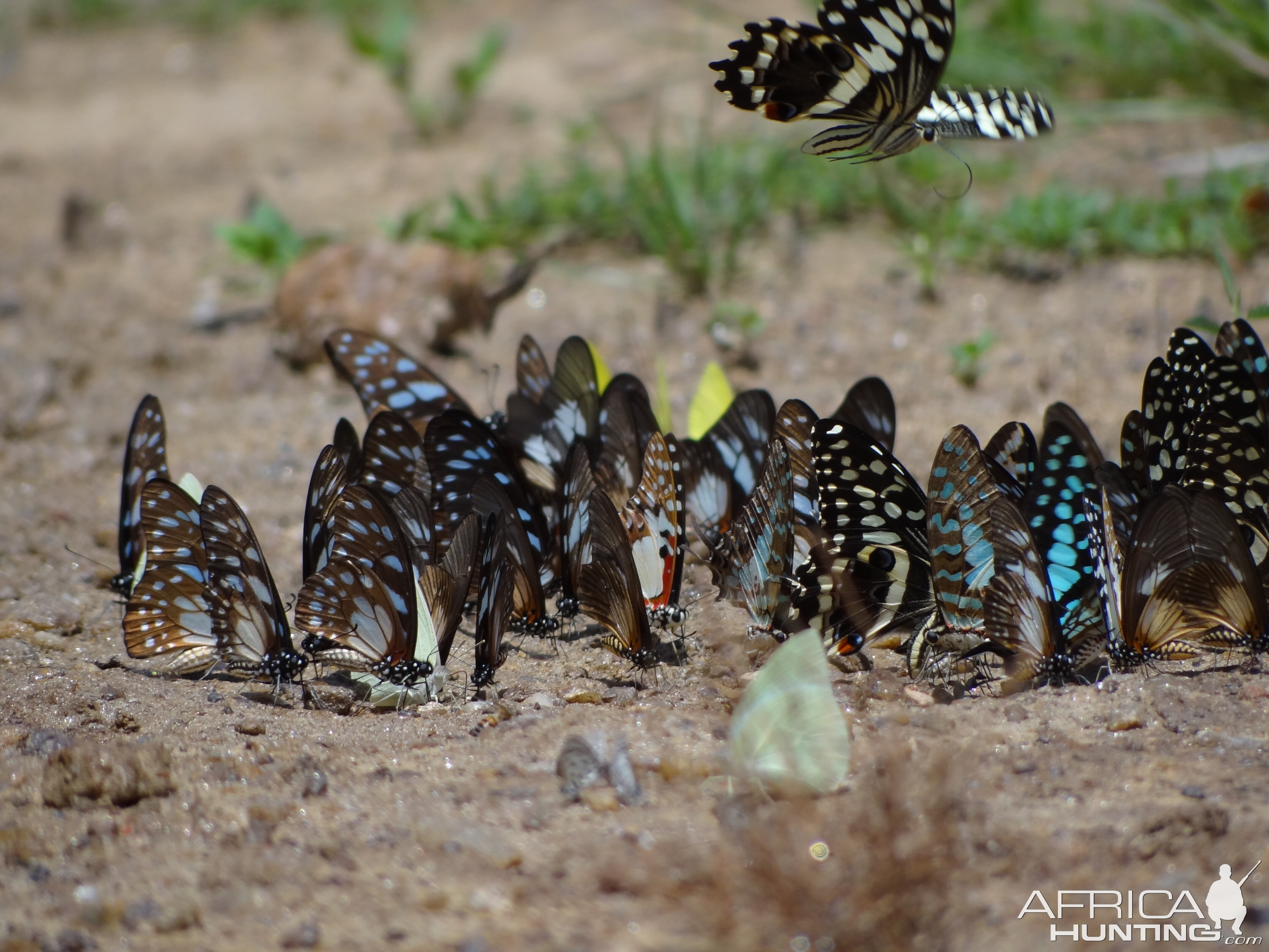 Butterflies