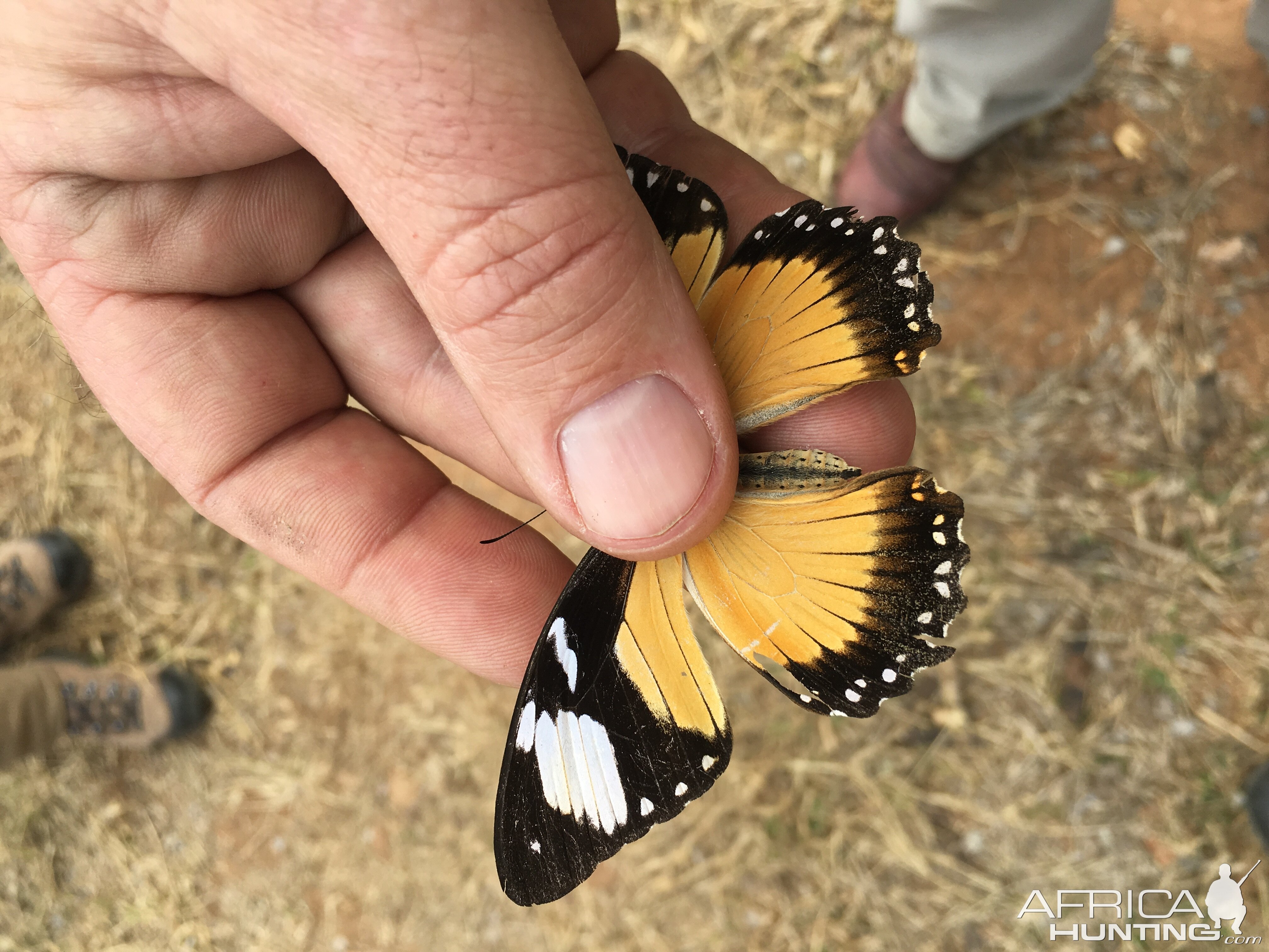 Butterfly Zimbabwe