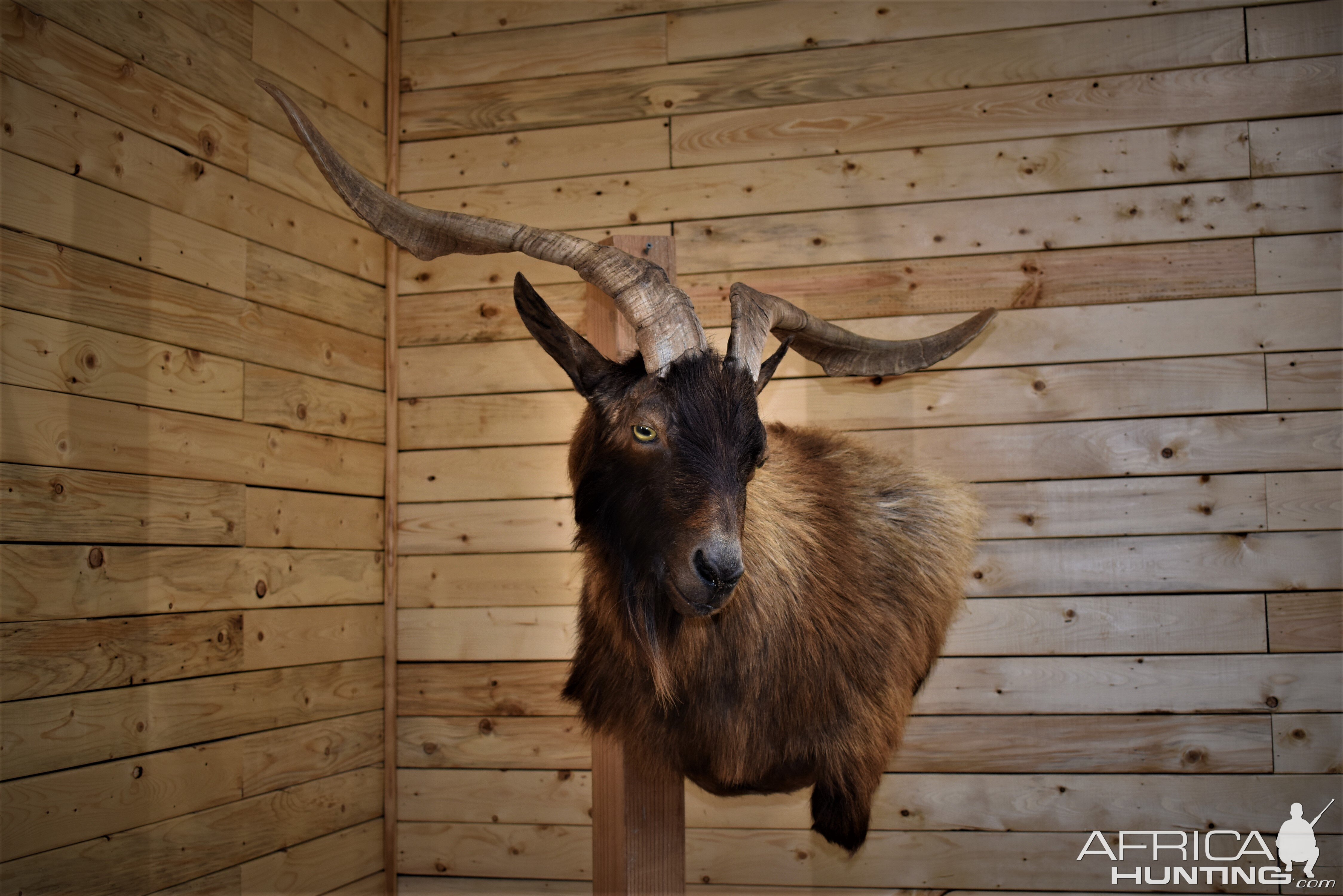 "Butting Billy" Catalina Shoulder Pedestal Mount Taxidermy